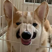 Заниженная Хаски