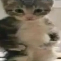 Банда котиков
