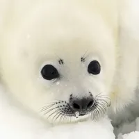 Тюленья Пропаганда