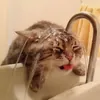 Котики Реманги