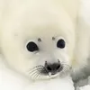 Тюленья Пропаганда