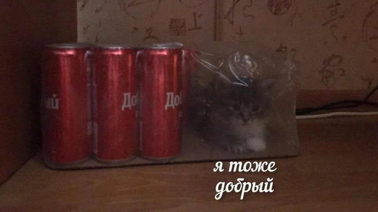 Обои
