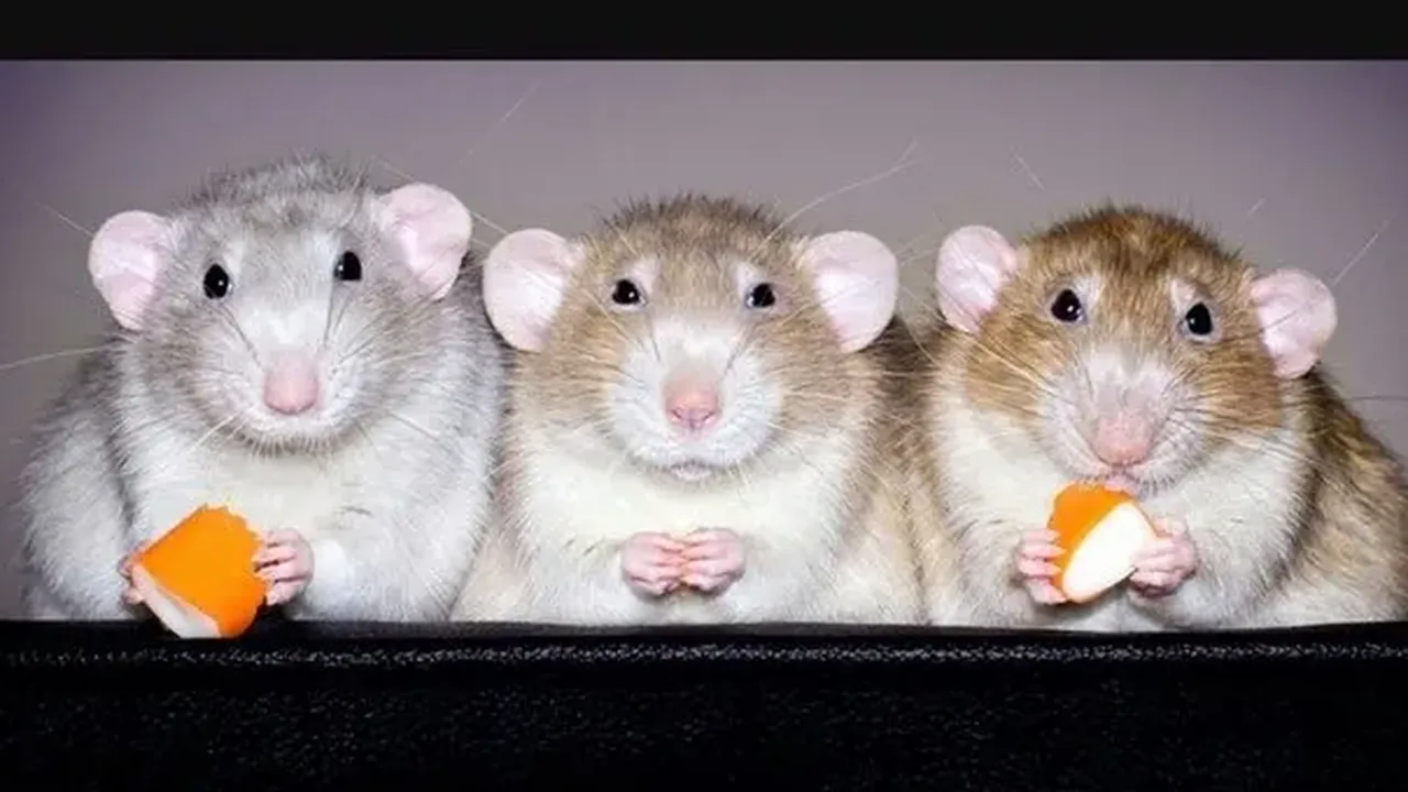 Обои