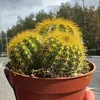 Аватар паблишера ▨Аллос▨