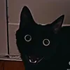 Кот_Черныш.