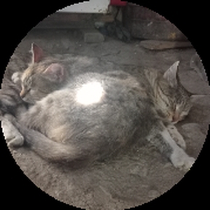 Котяк