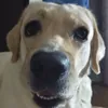 Шобака