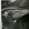 Толстый_котик