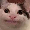Вeluga