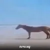 maylii