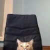 lopolop
