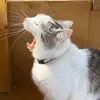 KITTENLIKE