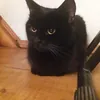 Любитель_котов