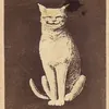 Кот_богоед