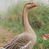 Вредний.Гусь