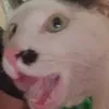 pohsol_nahuy
