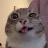 dolmio