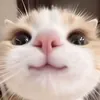изтуалетайневернусь