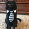 Котeйка