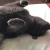 Гаська