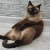 Синьчес