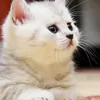 Лёгкий_ветерочек