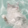 Kotito