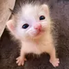 Hawauy