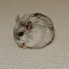 Cat_qi