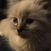 Монуми