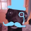 Пёс-да-лис.