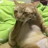 _Никитосик_