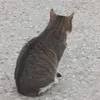Аманэ_Юги