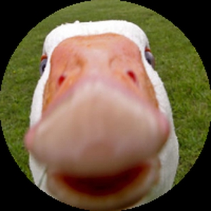 NicoCuuu