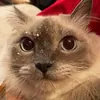 Каптунг