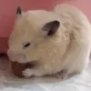 Мечтательницанебылиц