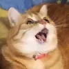 Тлен