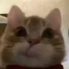 An1master