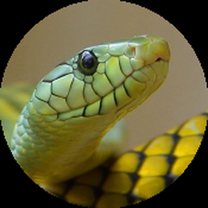 Lazy_snake_1