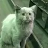 Бедный_Еретик