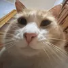 BLEKER